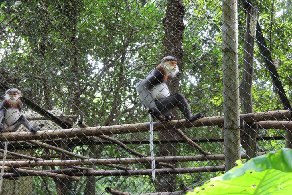 Endangered Primate Rescue Center - Cuc Phuong